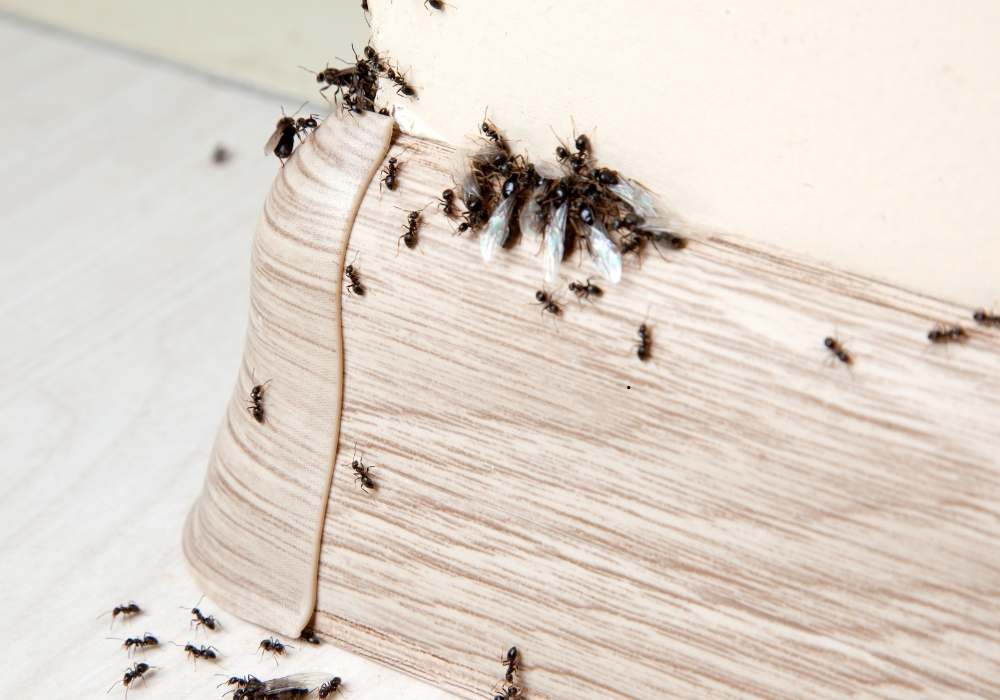 insect (2)