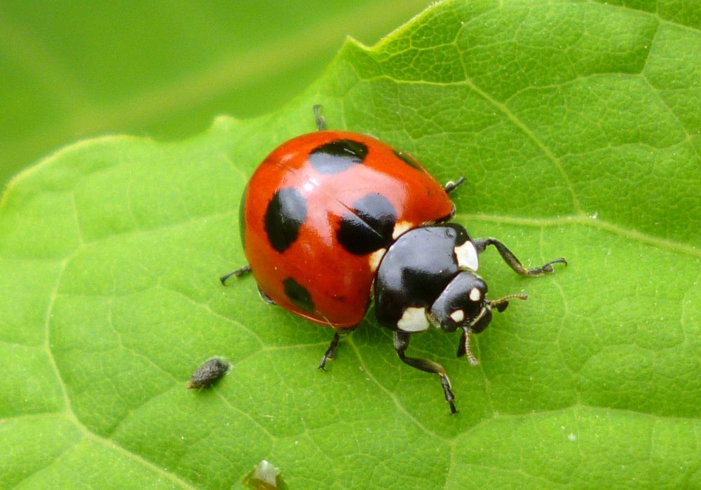 insect (7)